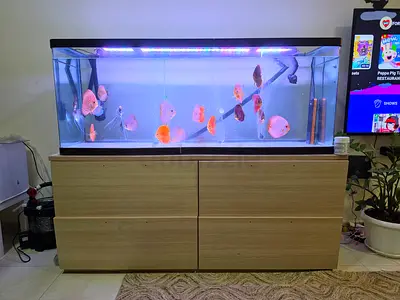 Fish tank and Canister filter for sales(without fish)