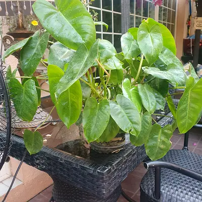 Beautiful, healthy plants for sale