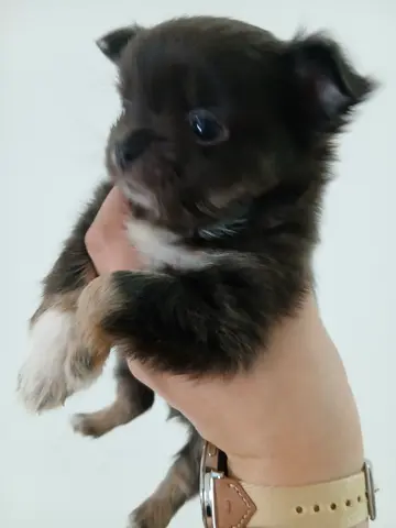 Teacup chihuahua pure