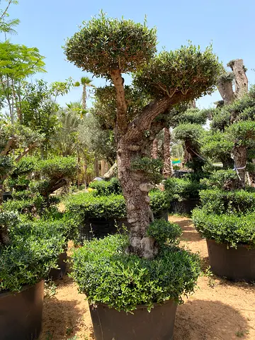 Large Potted Ornamental Trees — Topiary-Style Olive/Boxwood Mix