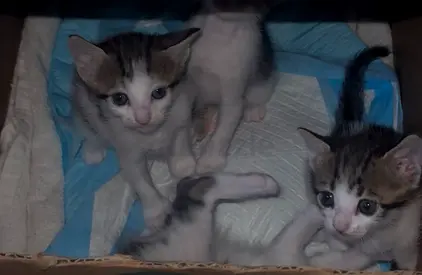 Looking for a loving home for Kittens