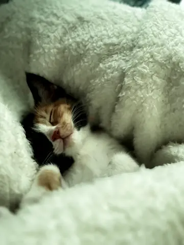 2 months Cat / female for adoption.