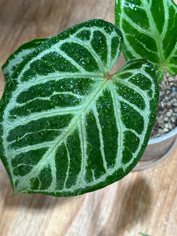 Anthuriums for sale Silver brush x KOS X RC Aed350/-