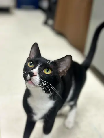 cat looking for a loving home