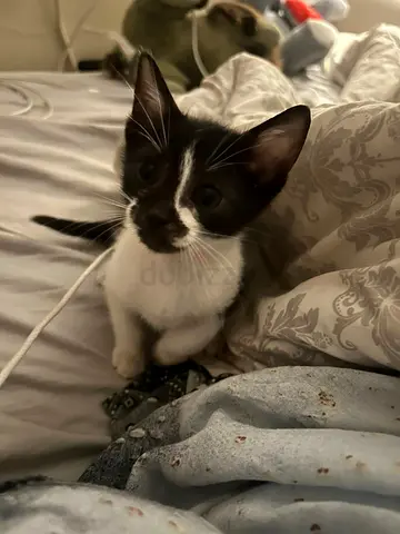 Small Kitten for Adoption