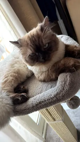 Kitten for adoption