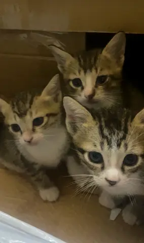 3 child kittens