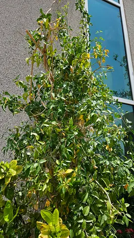Star Jasmine creeper plant
