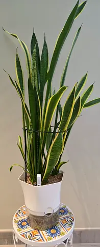 Tall Sansevieria (Snake Plant) in Decorative Self-Watering Pot - Good Condition