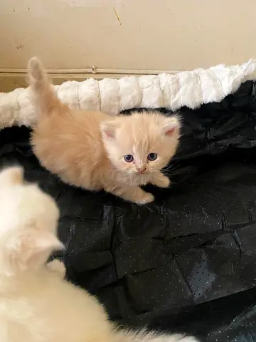 Kittens creamy and white