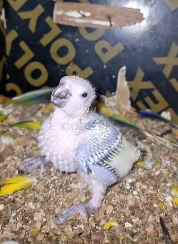 Sun Conure  baby