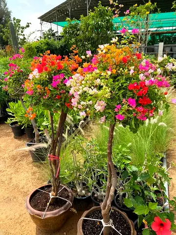 Pair of Multicolored Bougainvillea Potted Plants - Healthy Outdoor Specimens