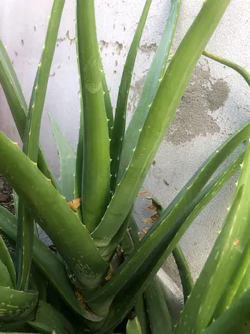 Aloe Vera Plant - Healthy Mature Outdoor Potted Plant