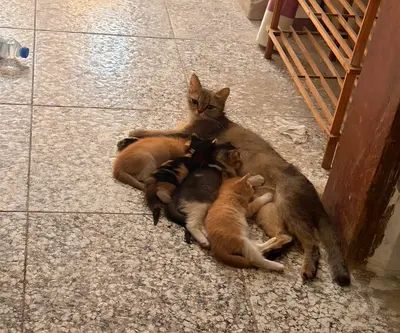 Mother cat with 4 healthy kittens