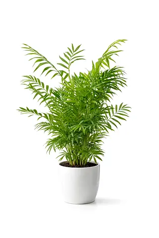 Parlor Palm (Chamaedorea elegans) – Elegant Indoor Palm Plant | 40–60 cm | Origin: Holland