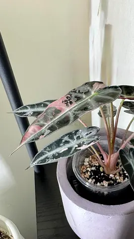 Alocasia bambino corms - pink variegation