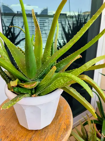 plants