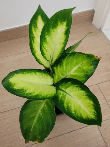Dumb Cane - Indoor Plant