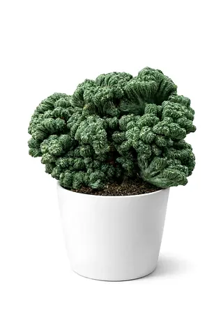 Cereus Thai Hybrid – Rare Sculptural Columnar Cactus | Exotic Desert Cactus | 145 mm Pot