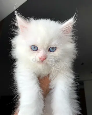 Adorable Pure Persian Kittens