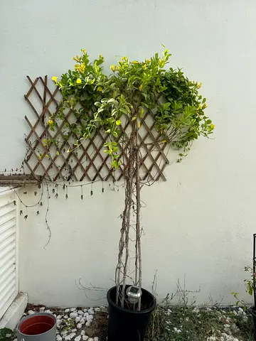 Potted Climbing Plant with Wooden Trellis (Good for Patio/Garden)