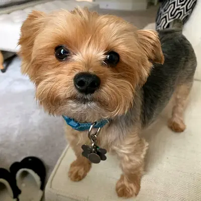 Adorable yorky puppy for adoption