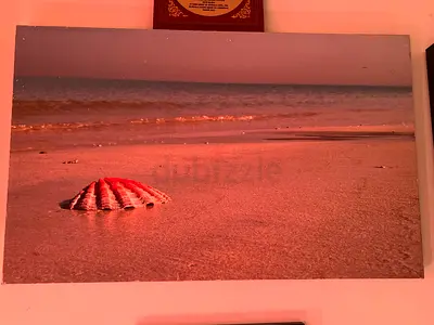 Framed Beach Seashell Canvas Print - Wall Art 50*80 Cm