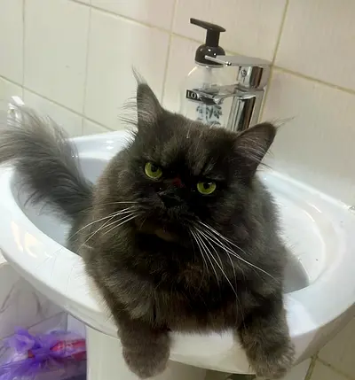 Fluffy Cat for Adoption