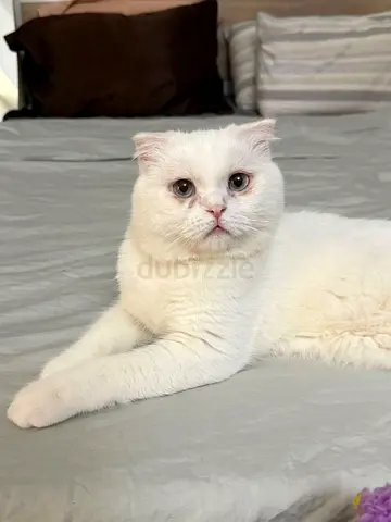 White Scottish Fold Cat — Friendly, Ready for New Home