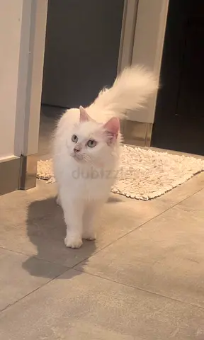 URGENT! FREE ADOPTION Pure white long-haired cat, friendly adult - Ready for new home