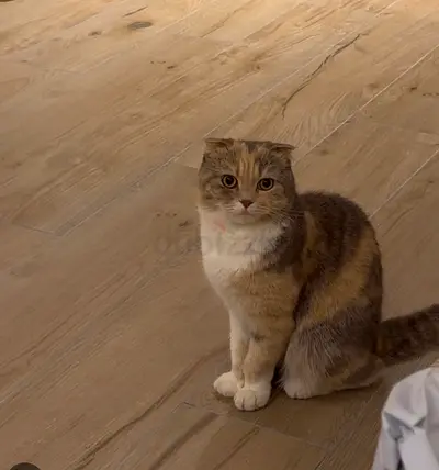Scottish Fold