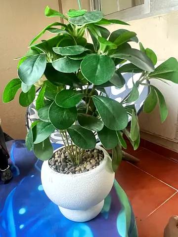 Decor plastic plant
