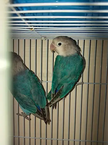 Hello i have fisher pal fallow both female age 6 months old not tame but doesnt bit at all