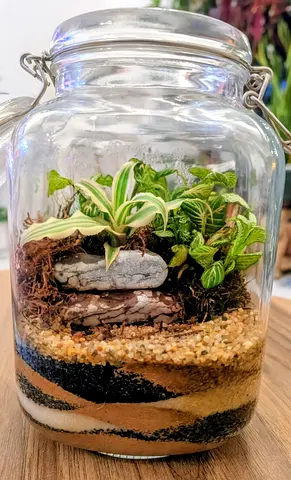 Cookie jar terrarium ( live plants)