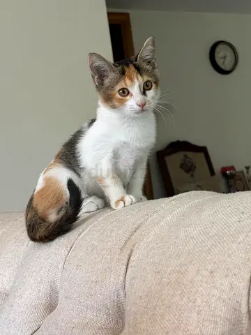 Beautiful very friendly cat (7 months old)