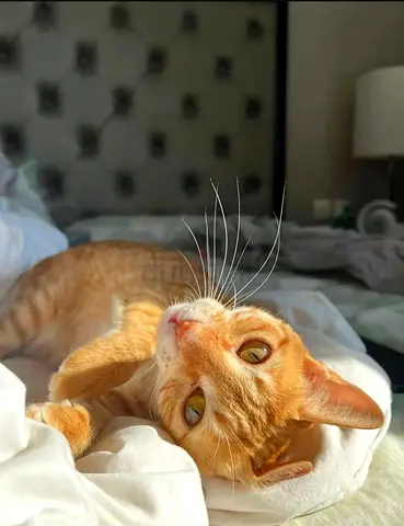Friendly ginger cat available for adoption