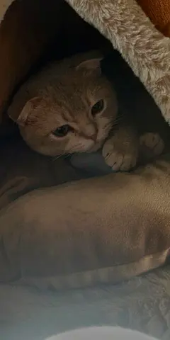 Friendly British Short Hair Cat available for adoption.