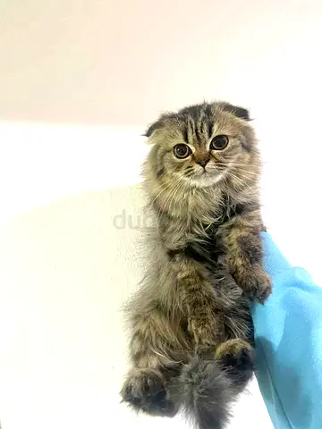 Female Scottish Fold Kitten