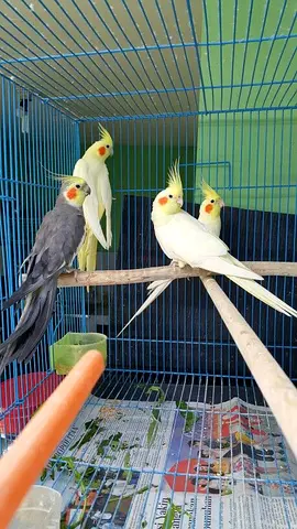 Cocktail Breeding Pair ( Healthy and Actice , Making Mimics and sounds for both Male and female)