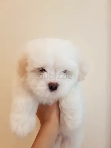 Maltese puppies looking for loving homes