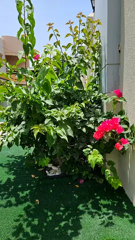 PINK flower Bougainvillea