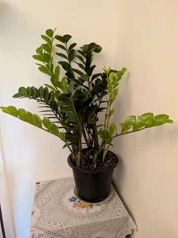 Healthy ZZ Plant (Zamioculcas zamiifolia) in Black Pot - Indoor