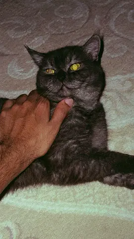 Pets cat