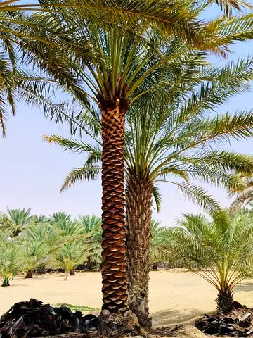 Liwa palm trees