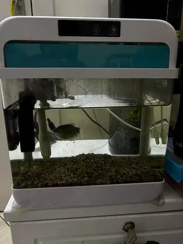 Small home aquarium kit with fish (includes filter  heater)