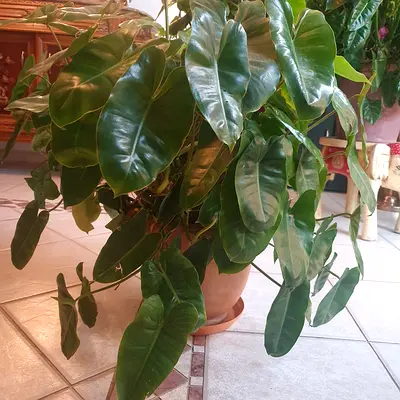 Large healthy indoor Philodendron in pot - ready to brighten your home. Contact  directly for enquir