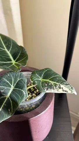 Alocasia black velvet corms - pink variegation