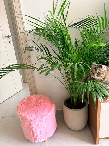 2 Areca Palm plants with pots