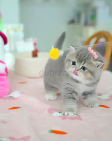 Pure breed munchkins for adoption