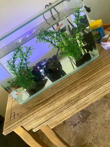 Small planted freshwater aquarium with accessories, ready to go